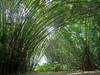 Bambous gants
